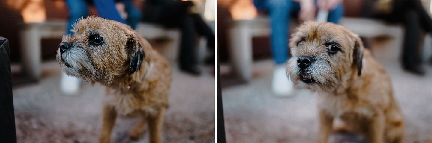 Hund bei der Hochzeit im Speicher 7